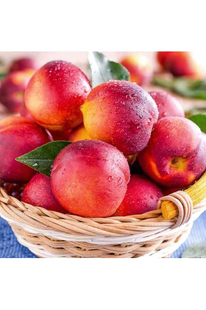 Врожай Нектарин ‘Лола’